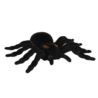 Pająk ozdobna Tarantula